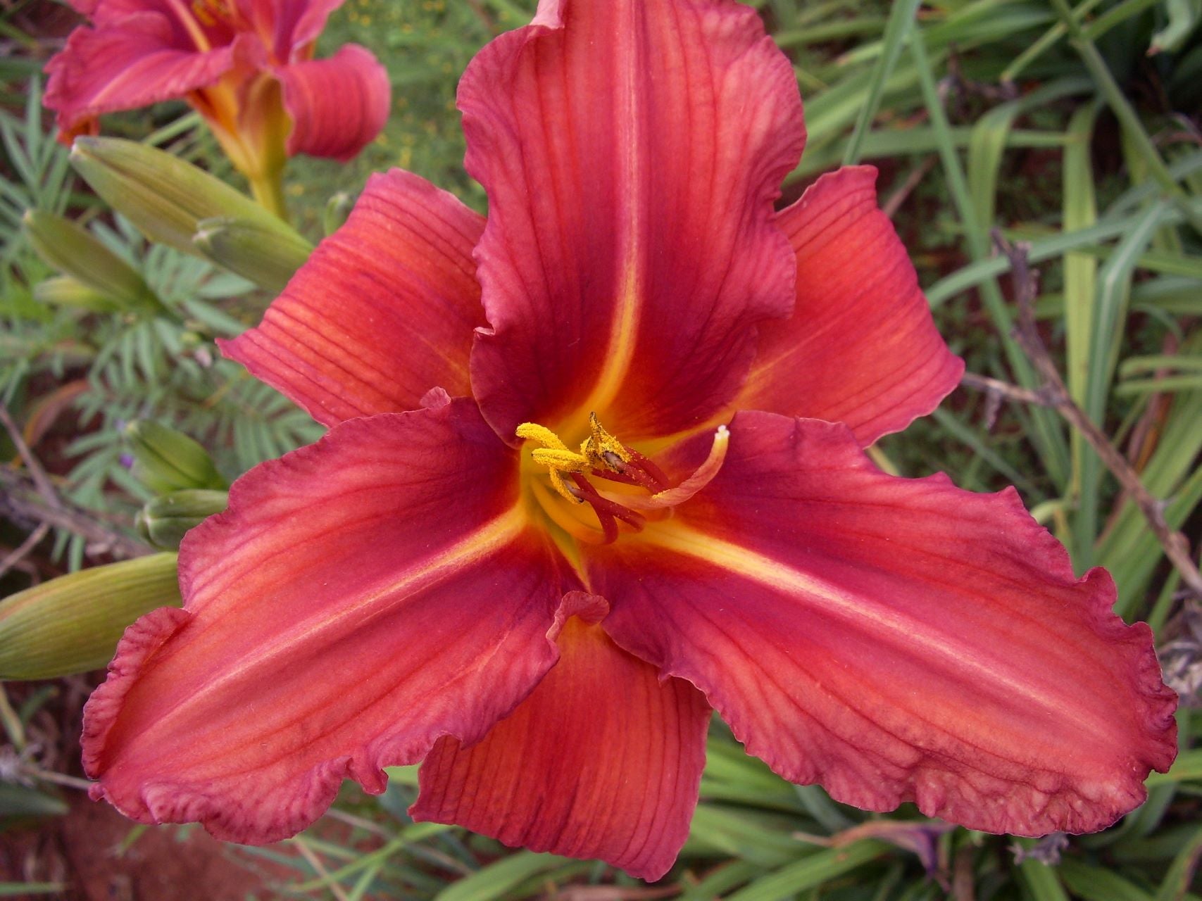 Gay Venture | Daylily