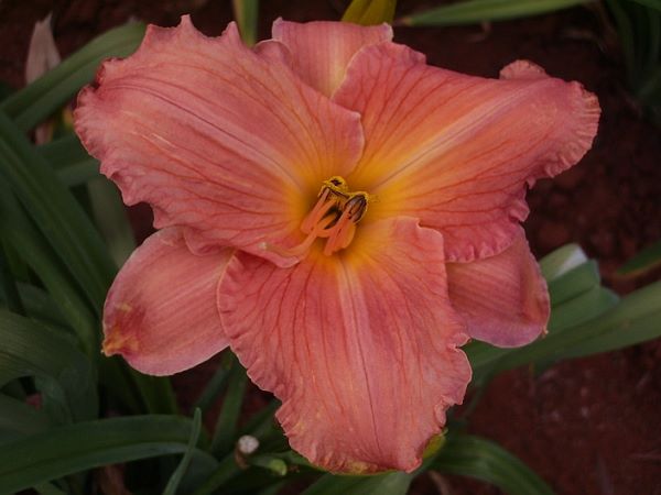 Frank Gladney Daylily
