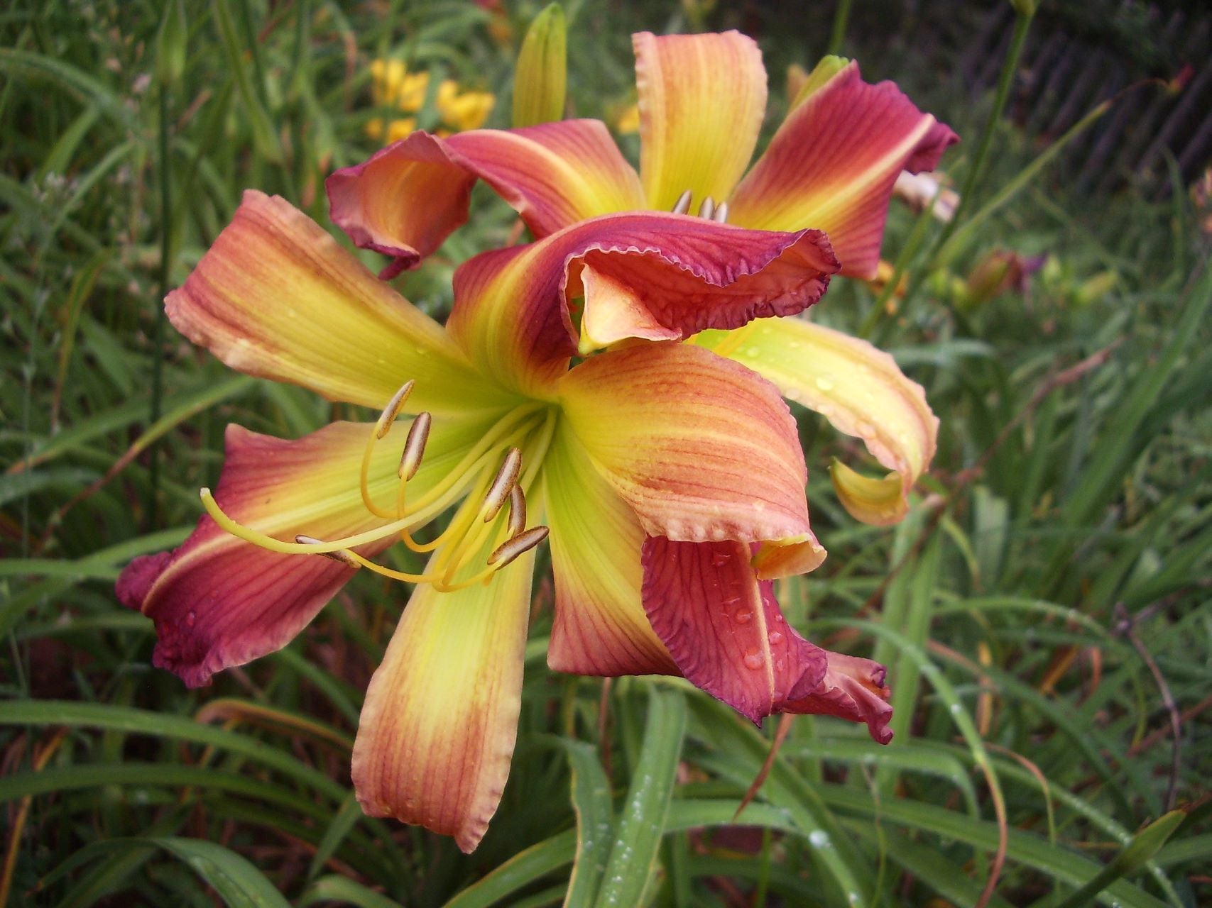 Gerry's Spider* Daylily