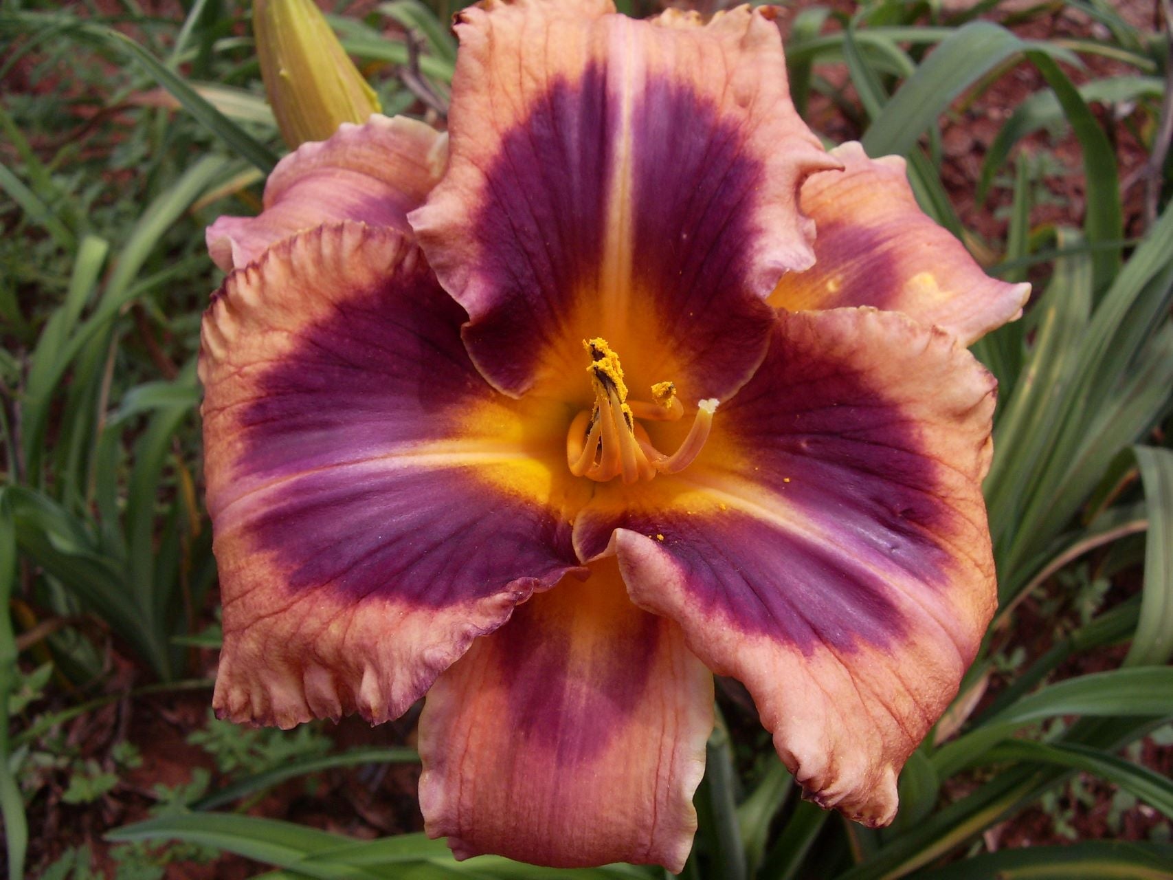 Mask Of Time | Daylily