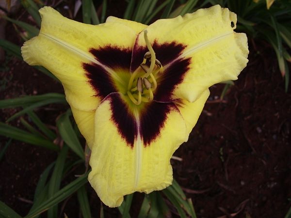 Kolan Heart Throb | Daylily