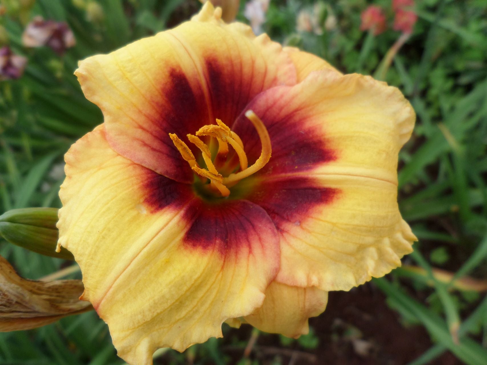Spell Fire Daylily