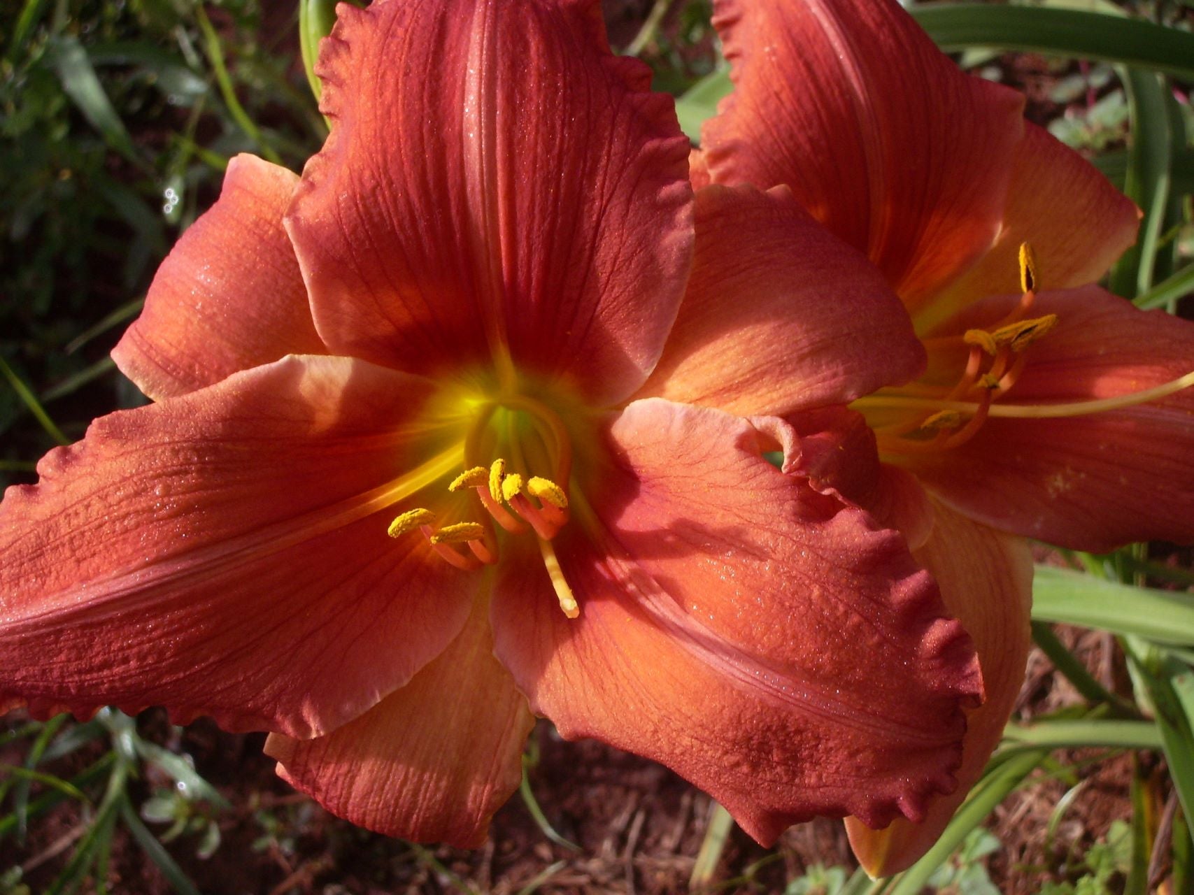Royal Master Daylily