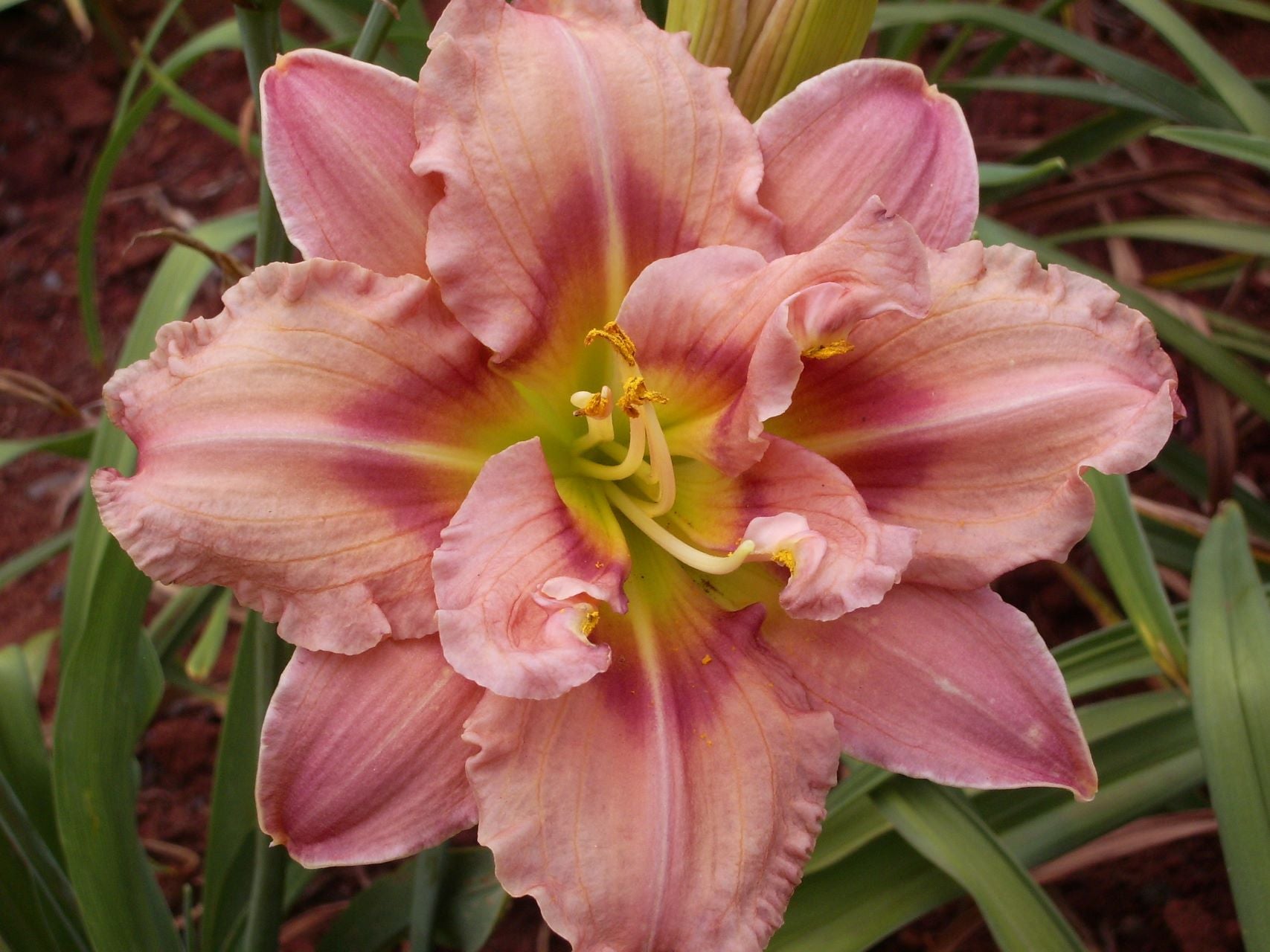 Pink Chiffron | Daylily
