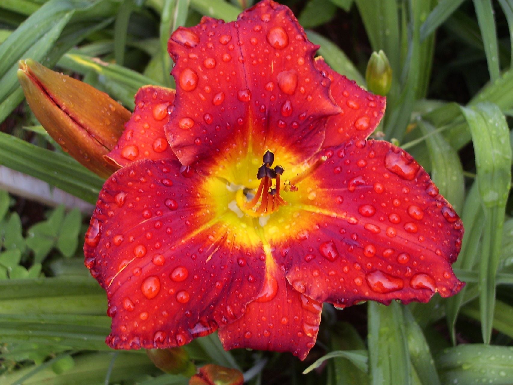 Amadeus Daylily