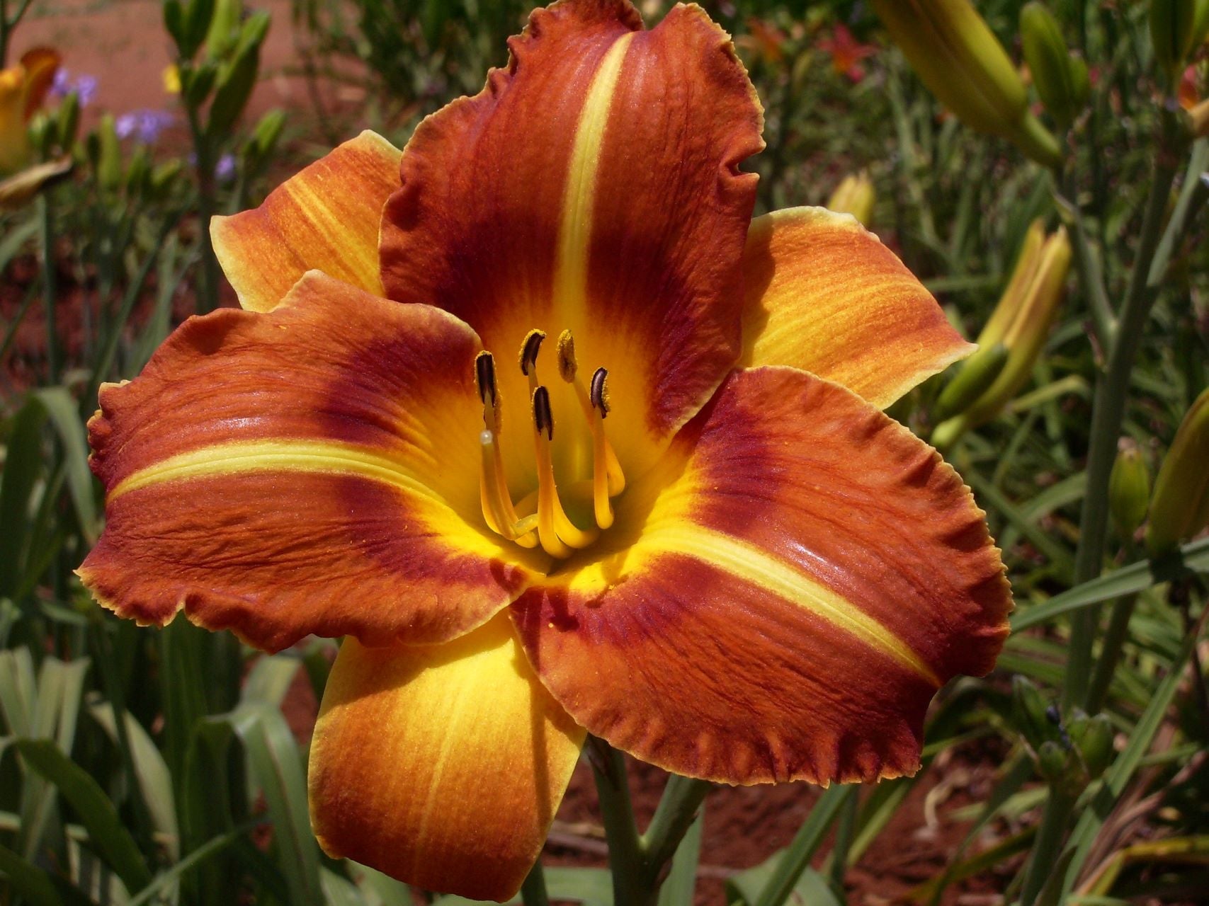 Tutti Fruiti* Daylily