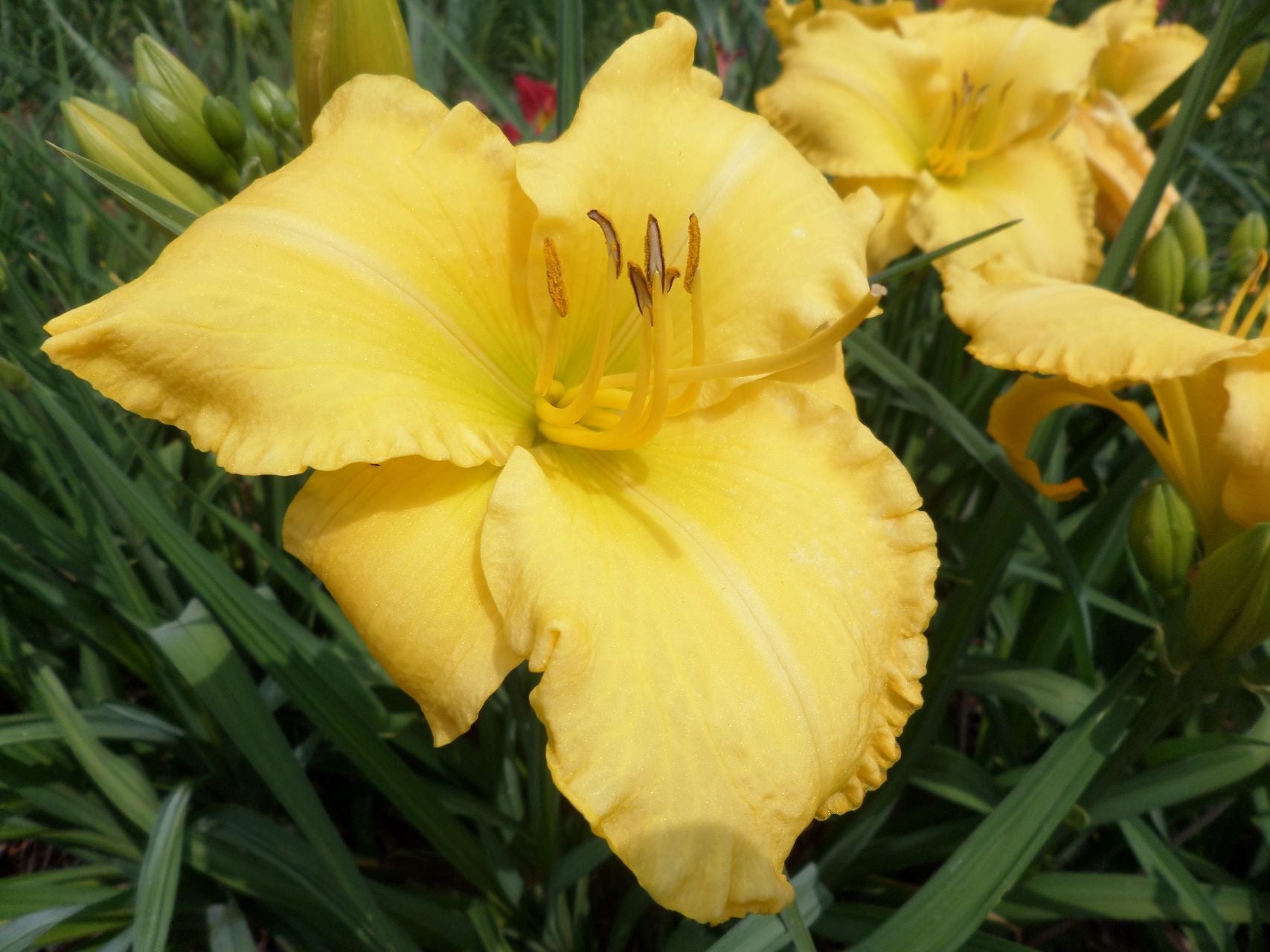 Oporto Daylily