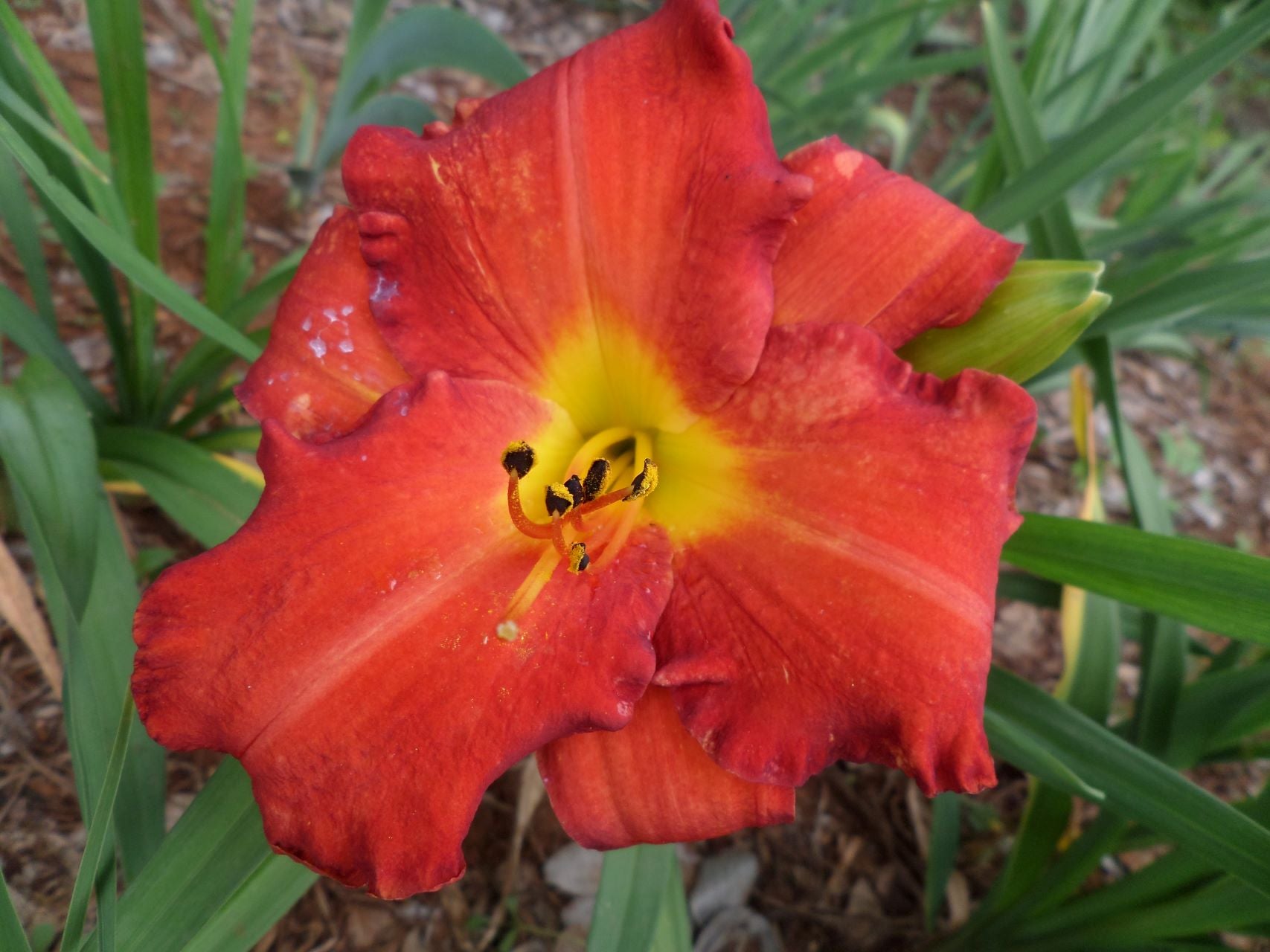 Cherry Glaze Daylily