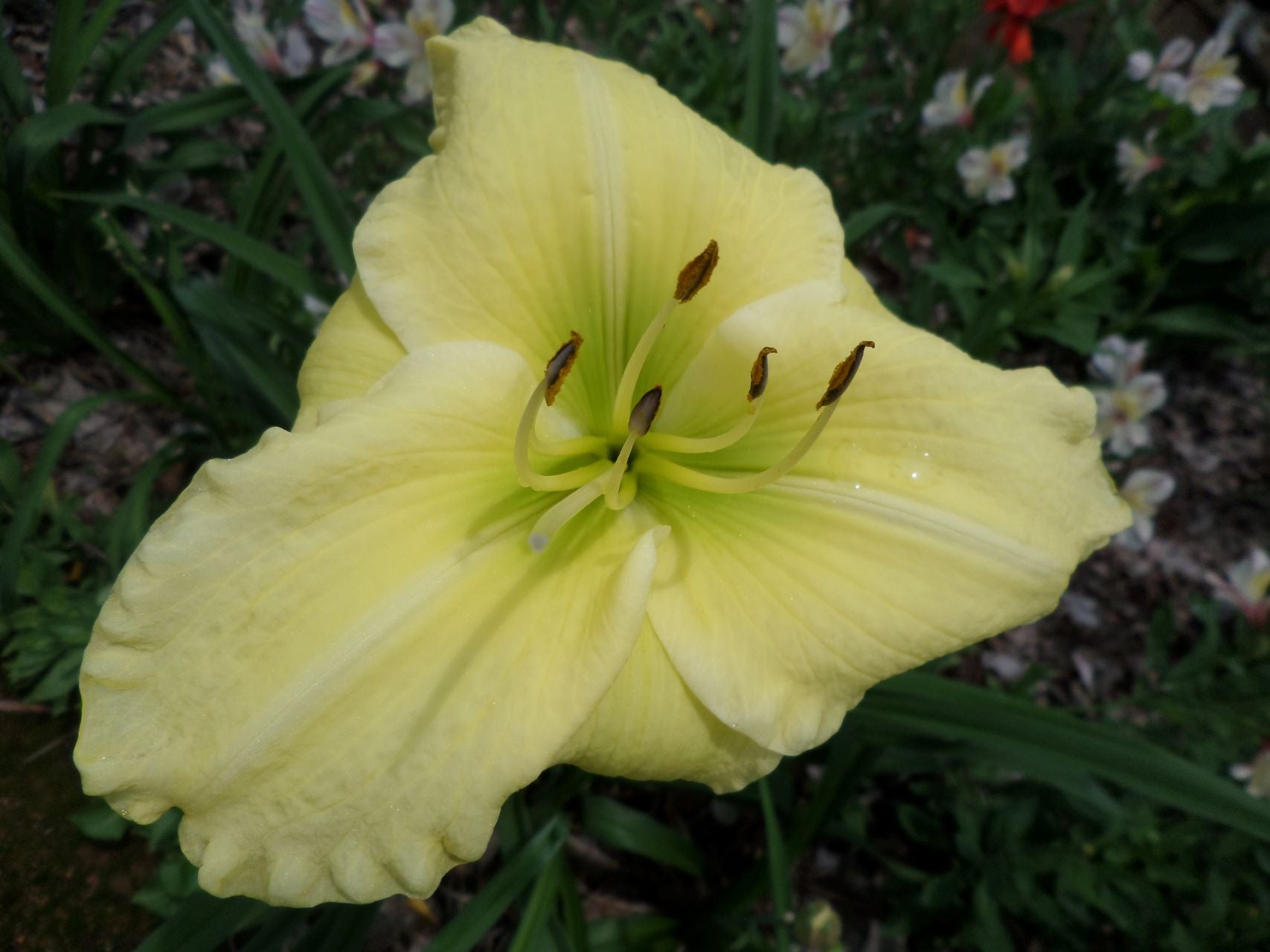 Irish Melody Daylily