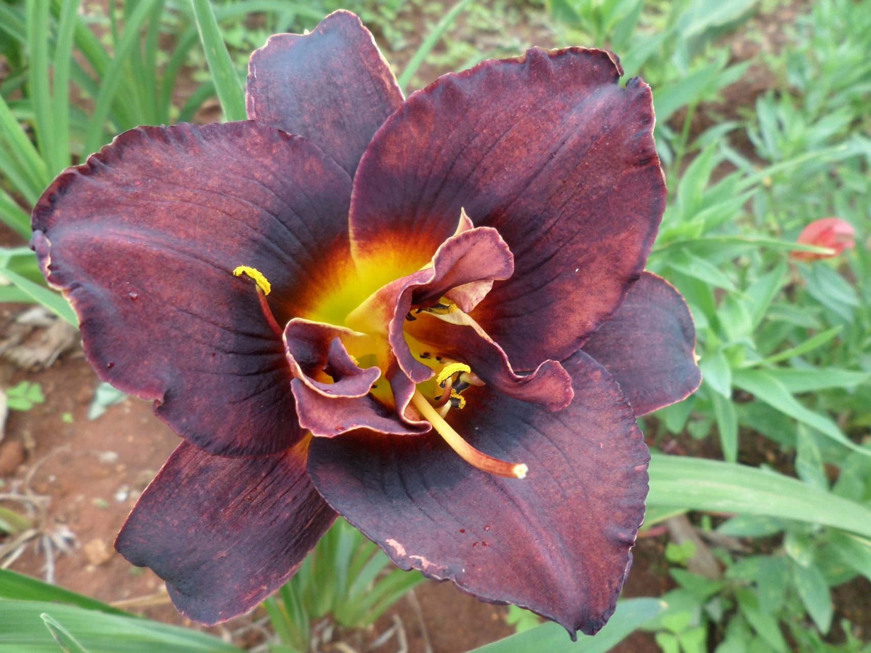 Voodoo Dancer Daylily
