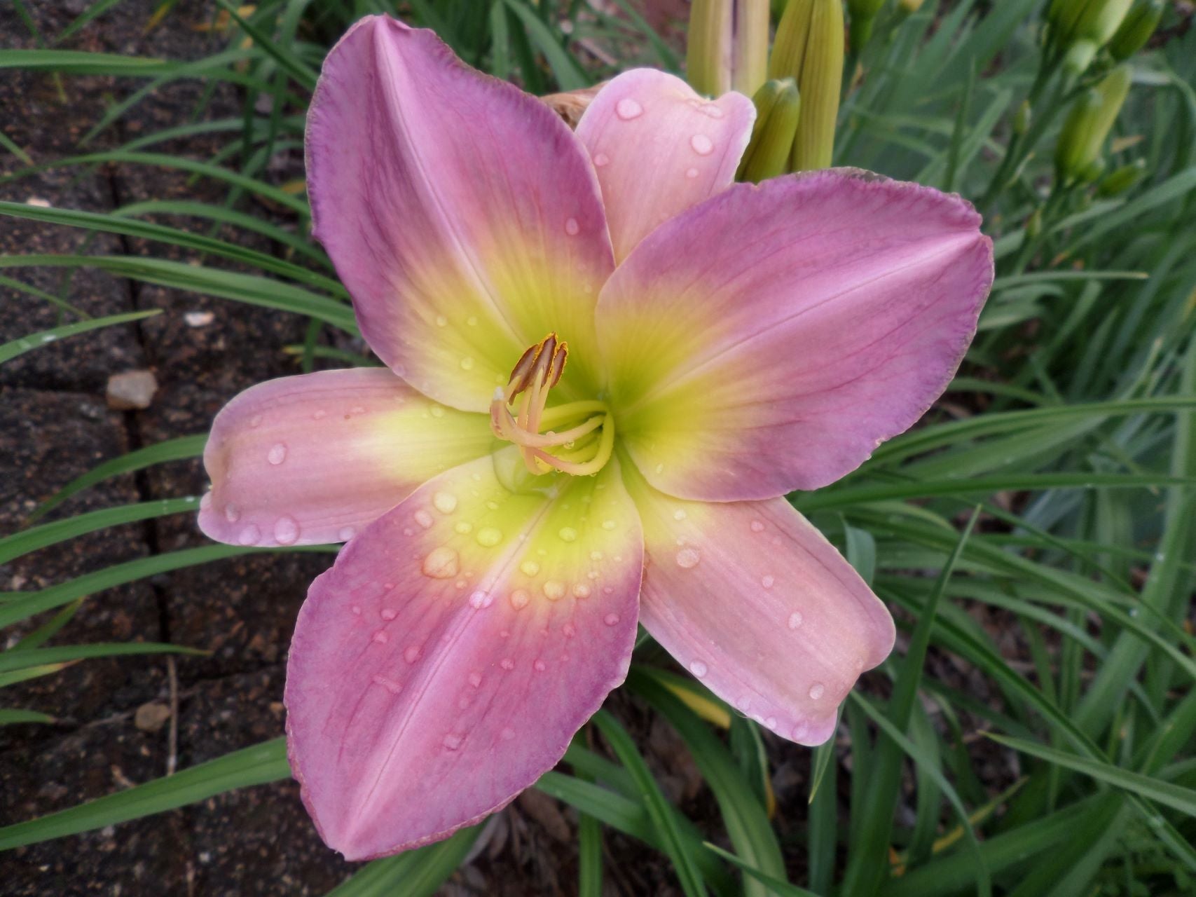 Egyptian Ibis Daylily