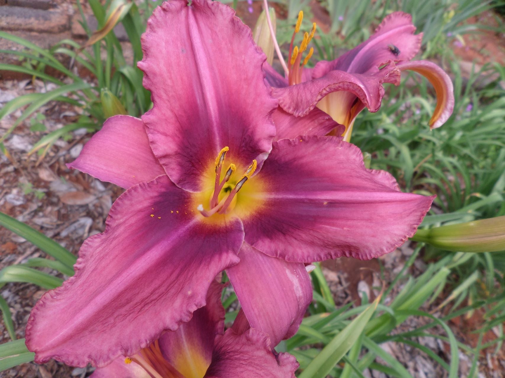 Russian Rhapsody Daylily
