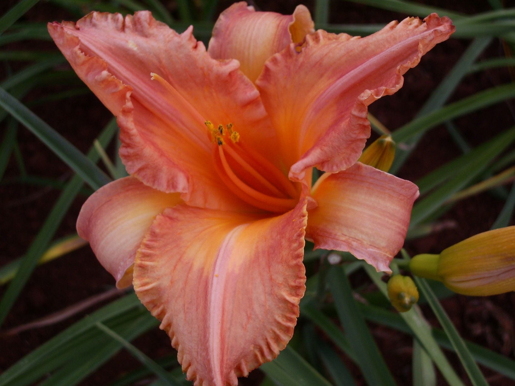 Chinese Autumn Daylily