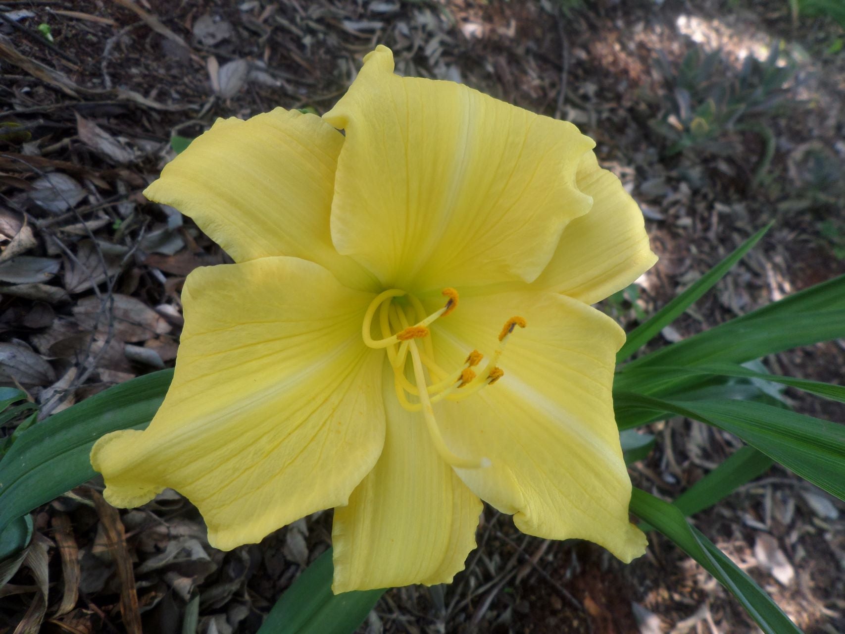 Humdinger Daylily