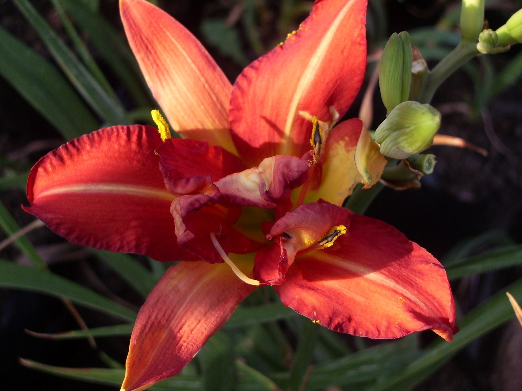 Hilarity | Daylily