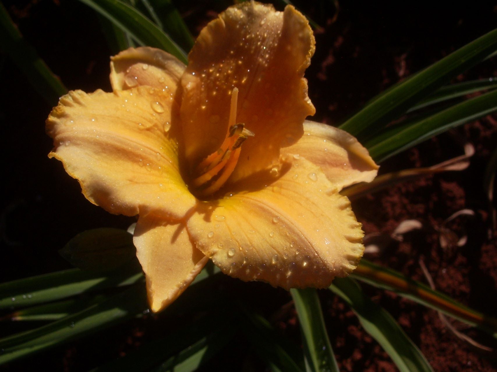 Lady Arabella Daylily