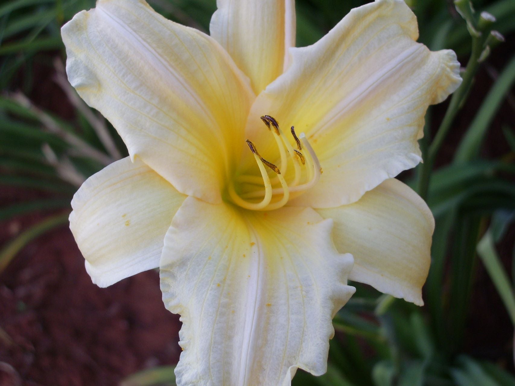 Lynn's Delight Daylily