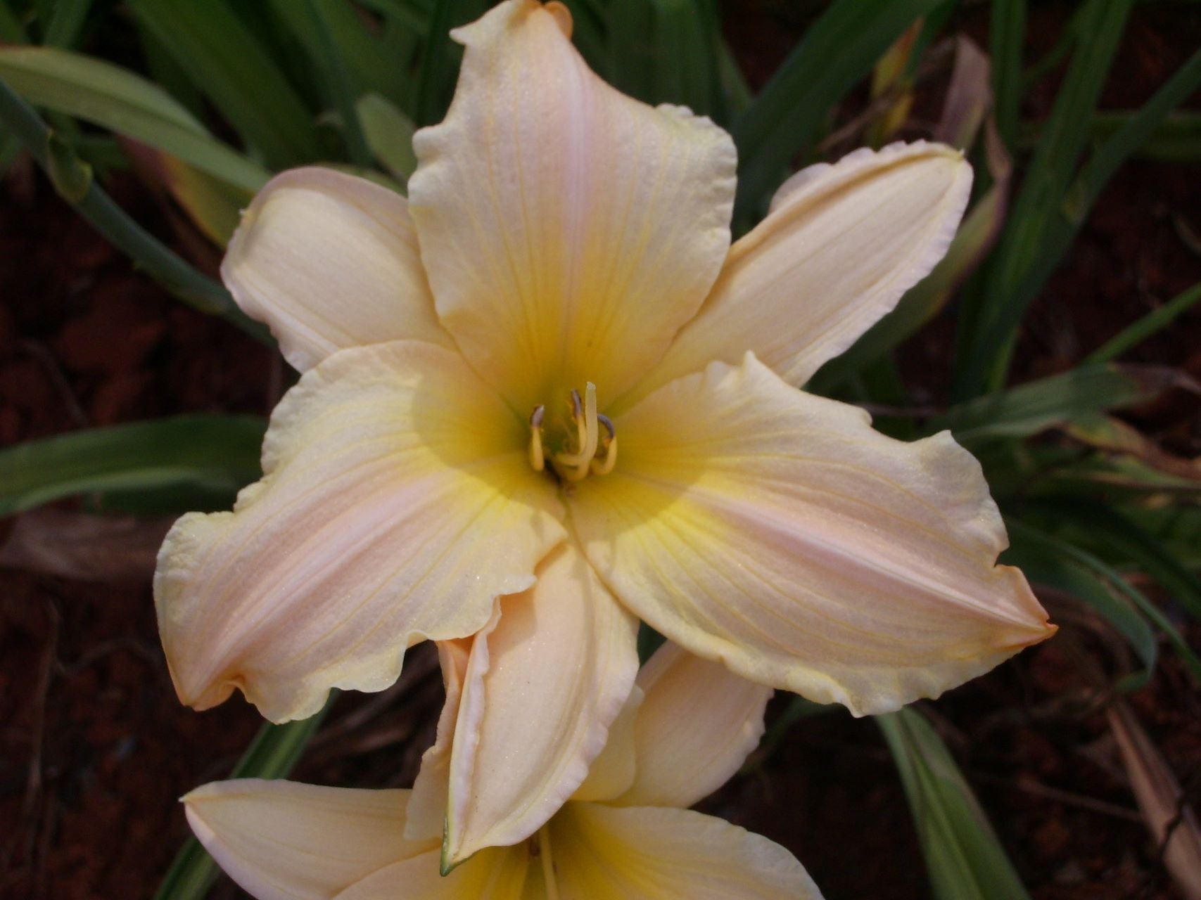 Lynn's Delight Daylily