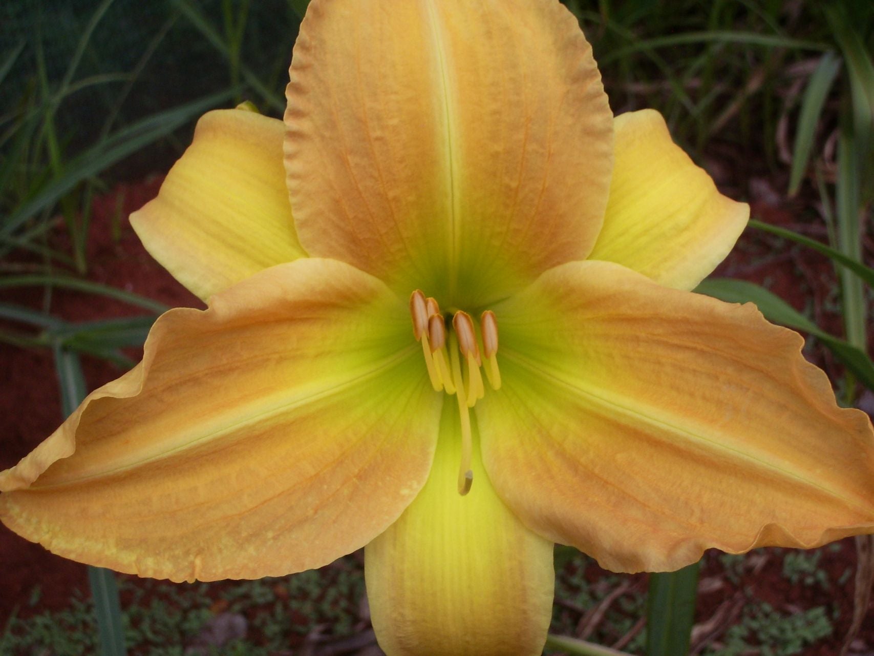 My Rosary | Daylily