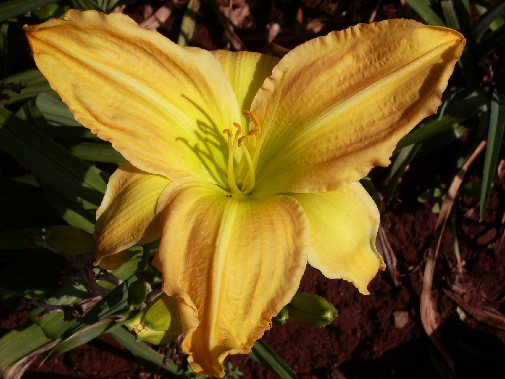 My Rosary | Daylily