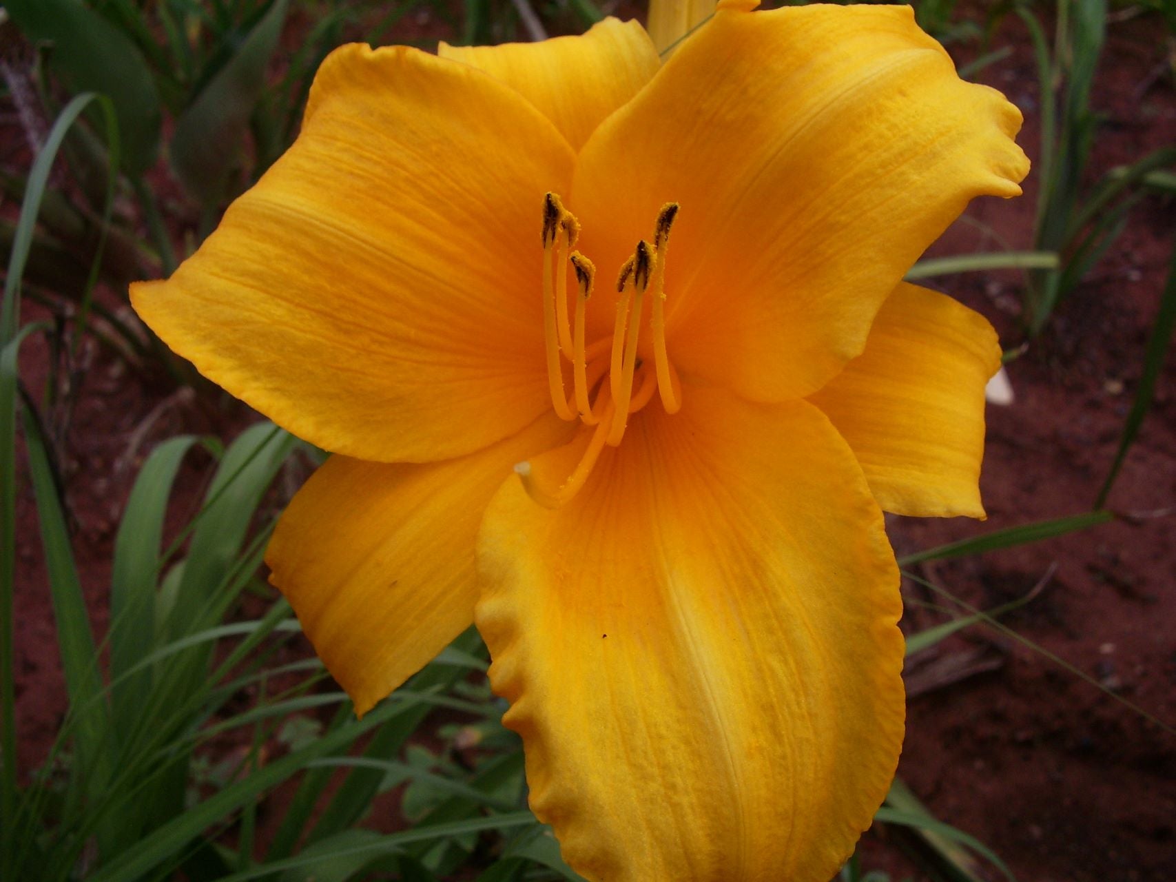 Orange Prelude Daylily