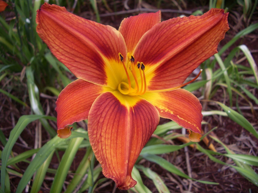 Plantation Embers | Daylily