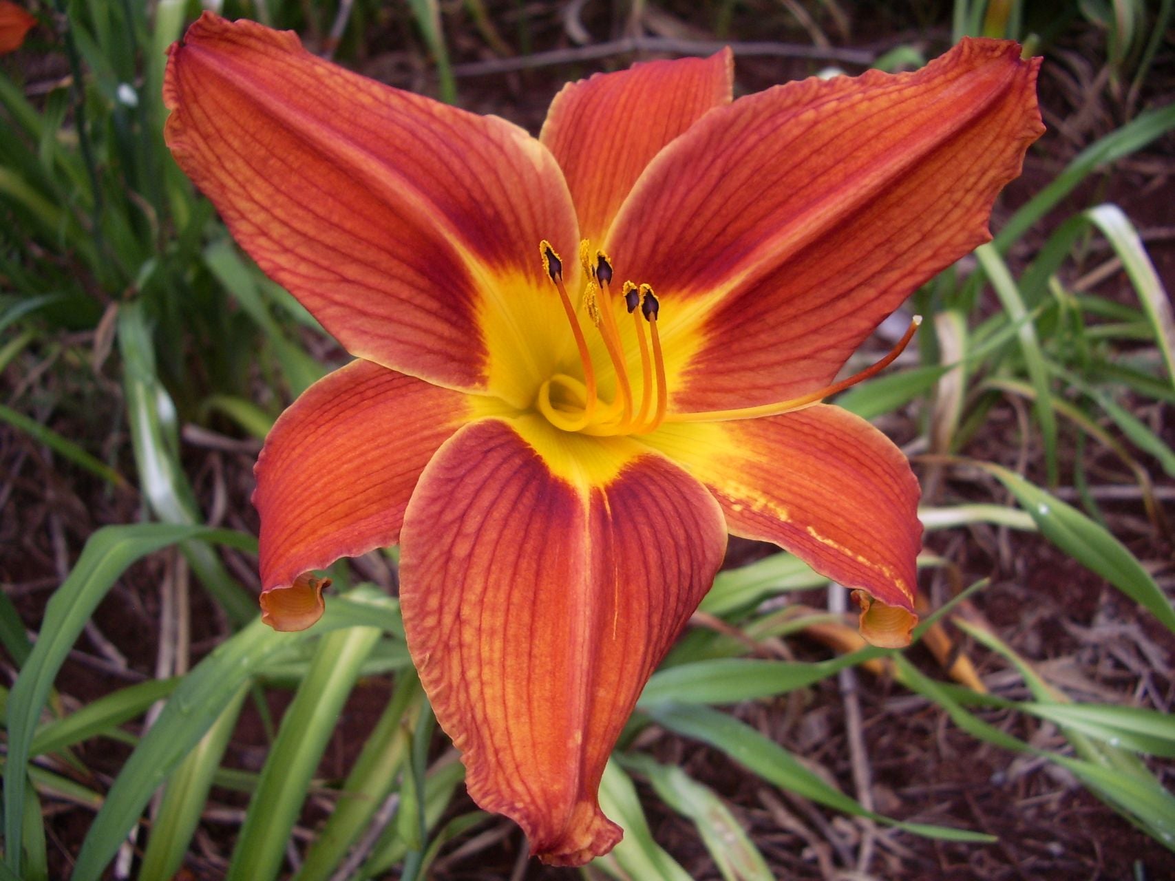 Plantation Embers Daylily