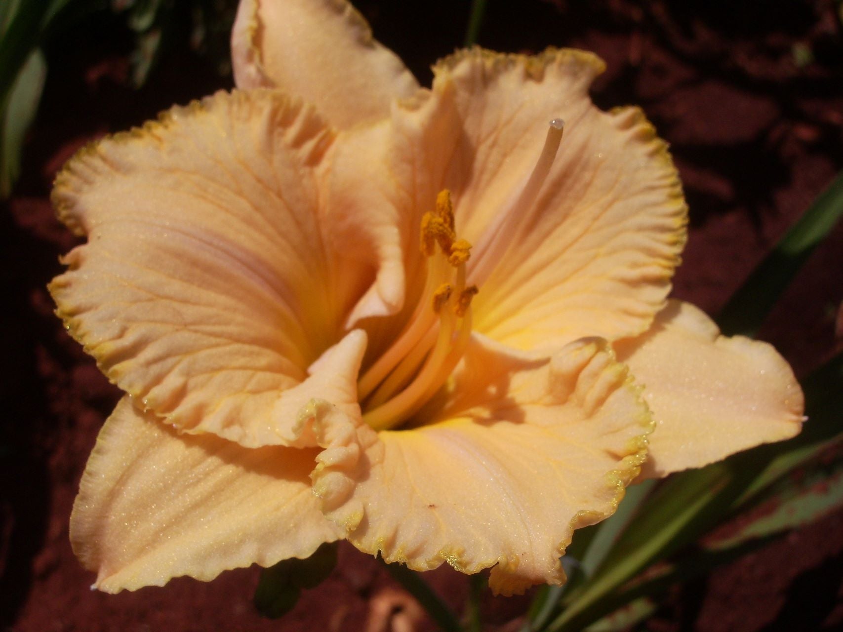 Spacecoast Tiny Perfection Daylily