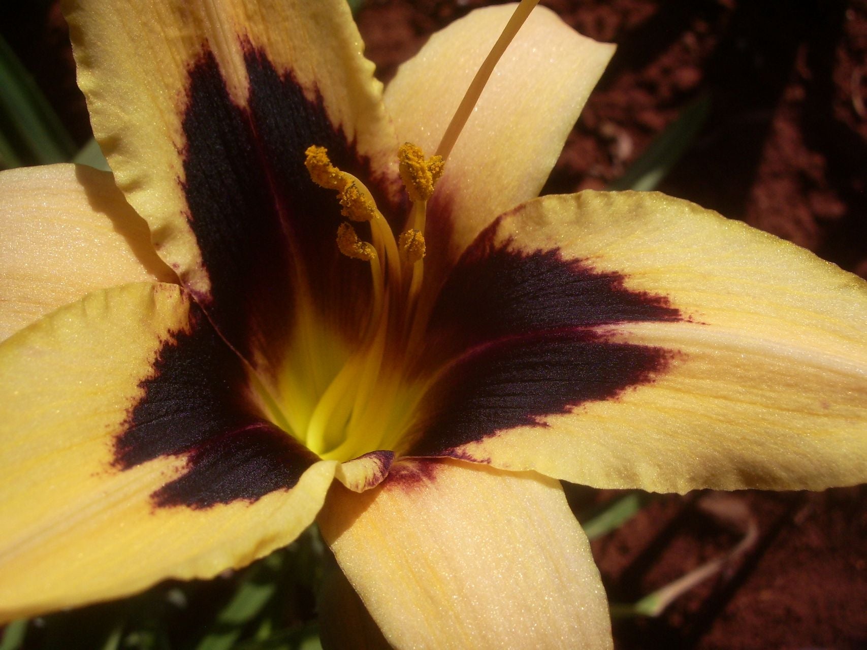 Volusian Spider Daylily