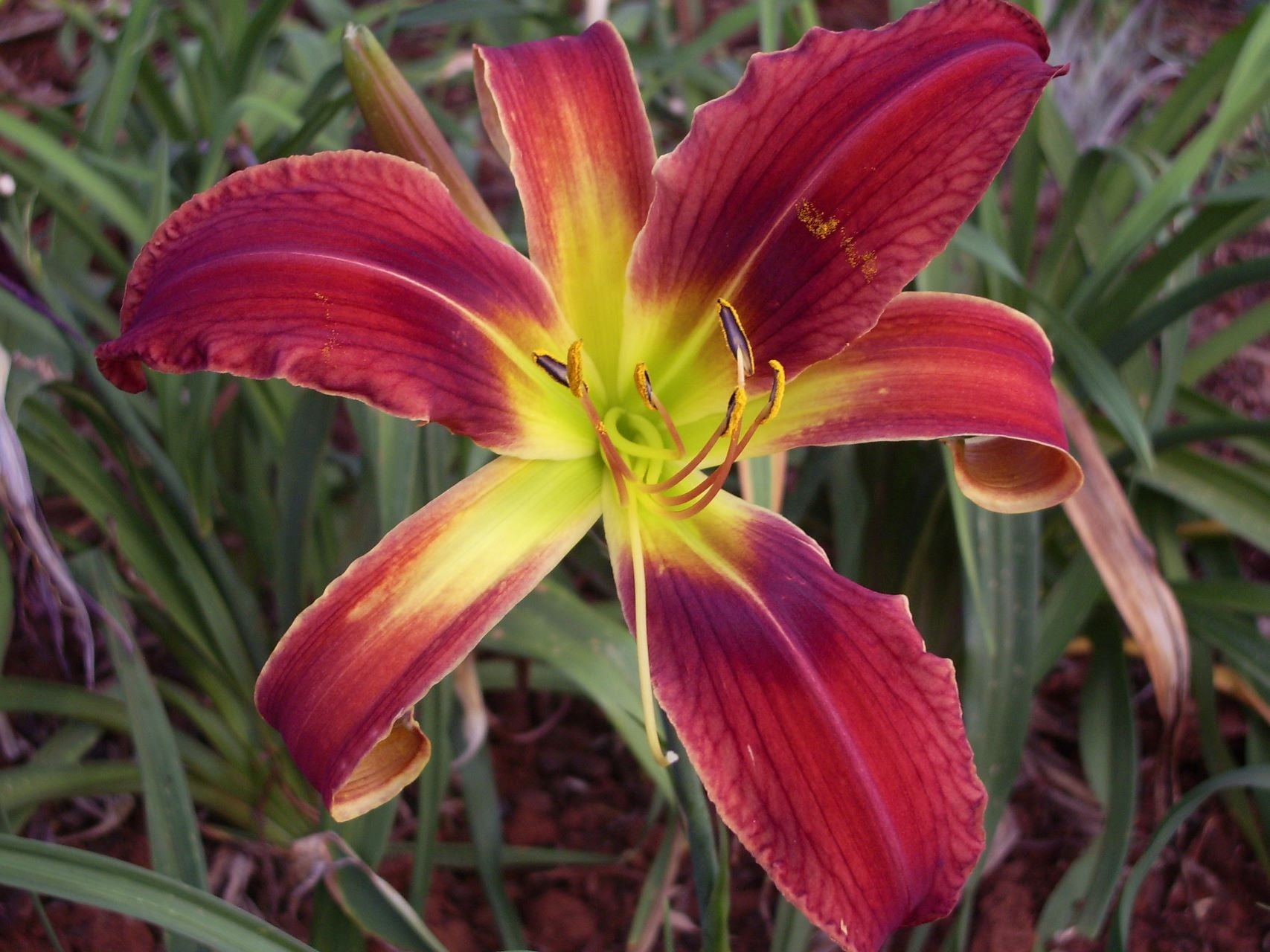 Long Stocking | Daylily