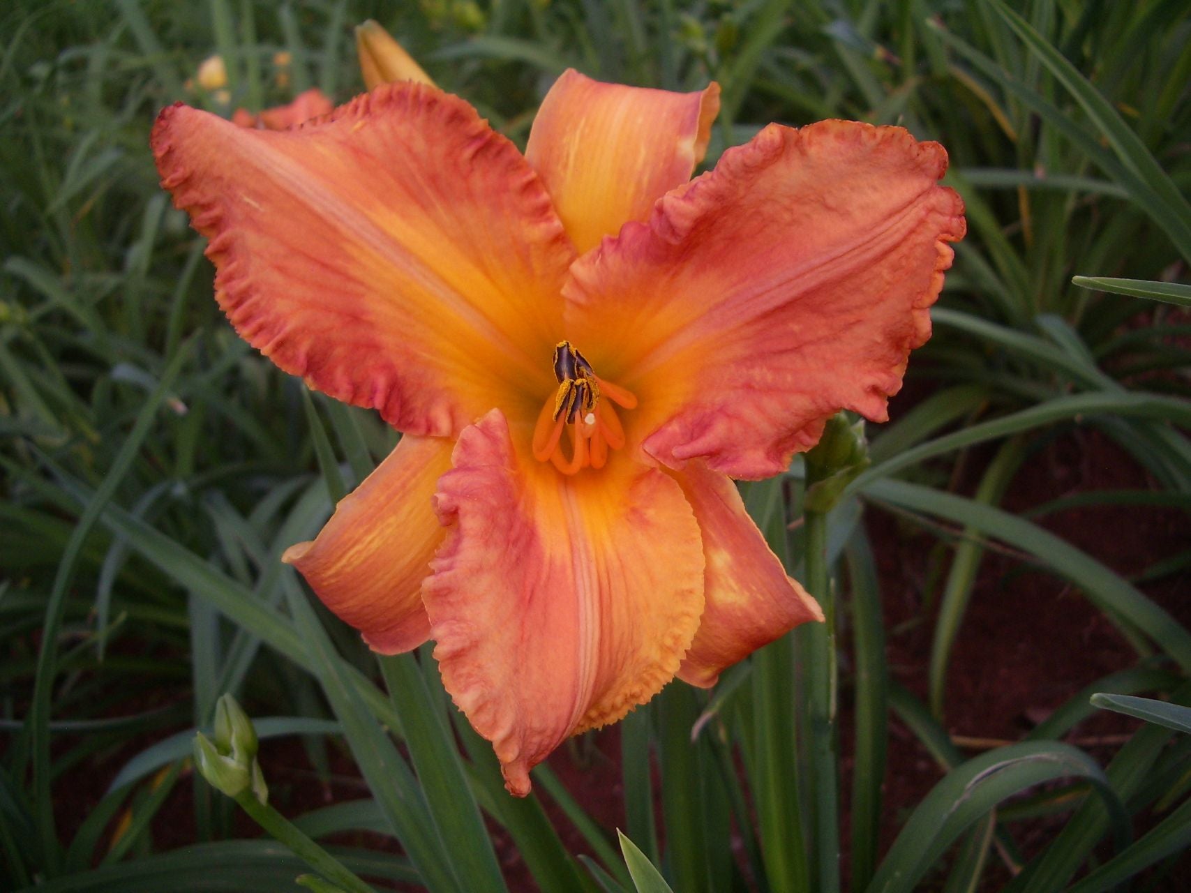Chinese Autumn Daylily