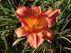 Chinese Autumn | Daylily