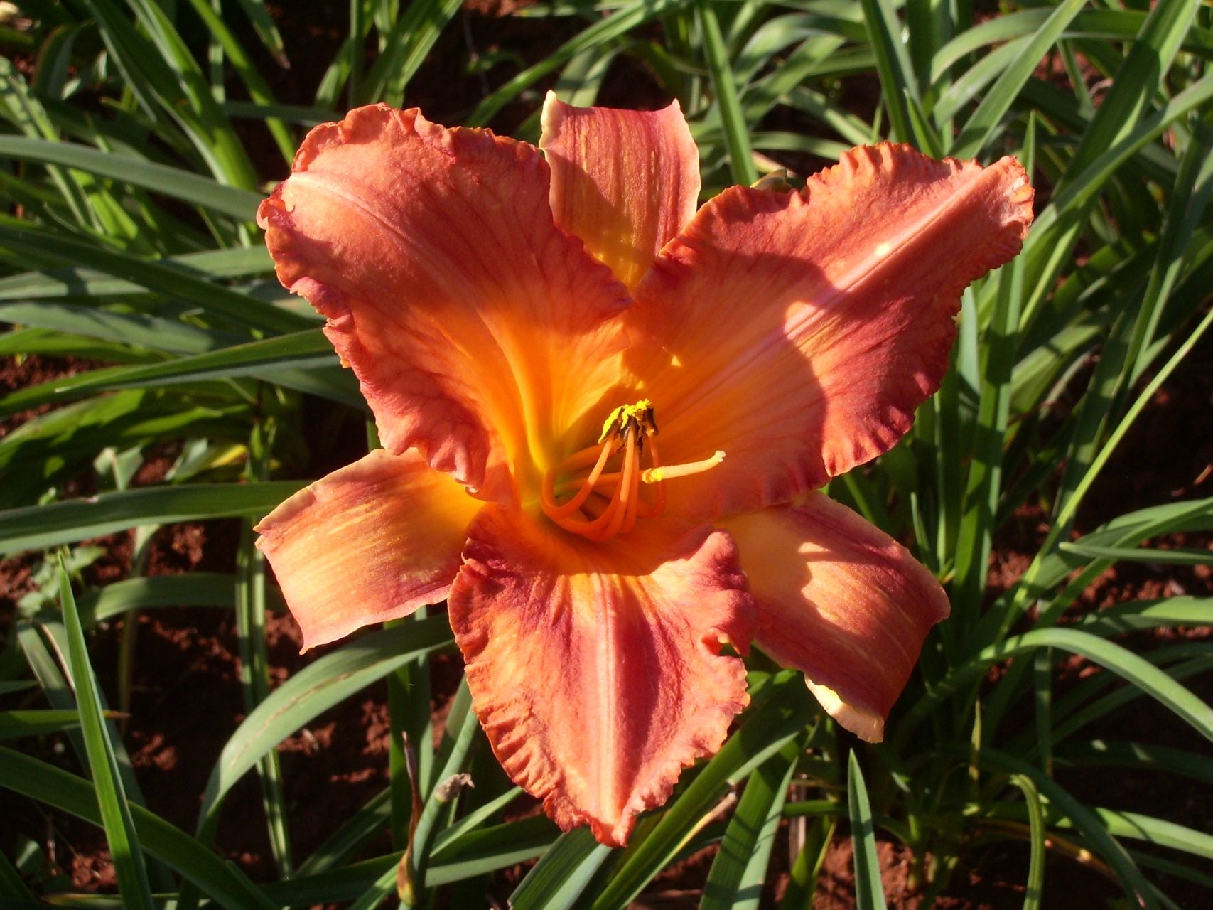 Chinese Autumn Daylily