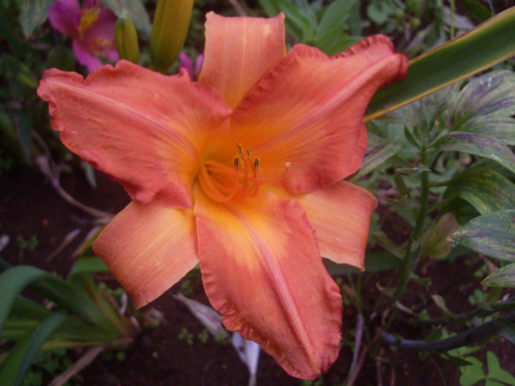 Chinese Autumn Daylily