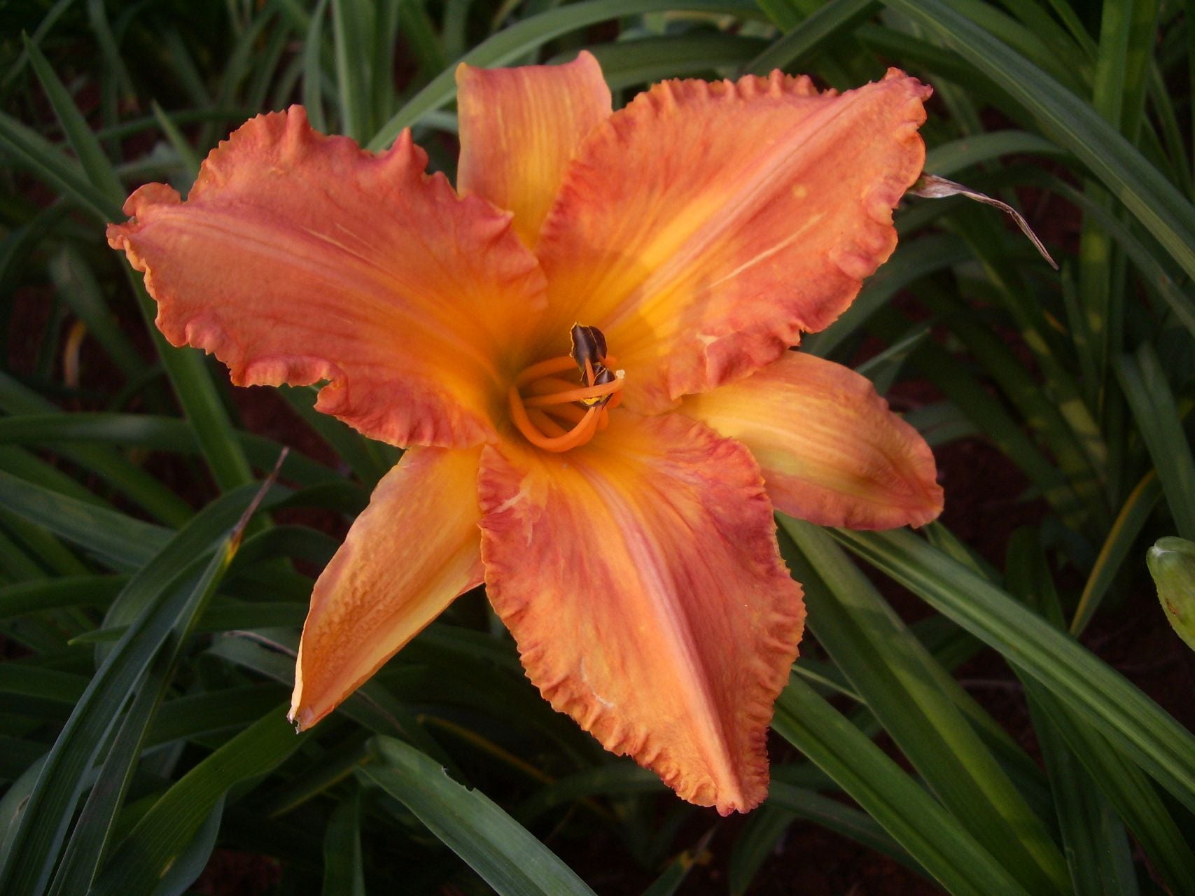 Chinese Autumn Daylily