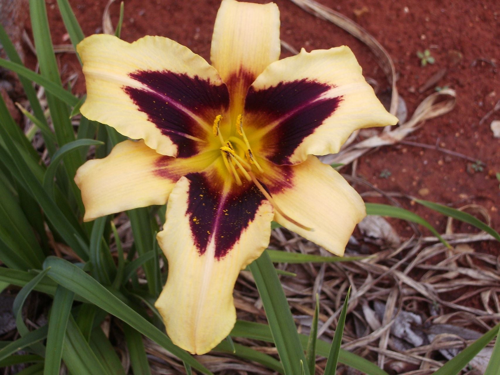 Volusian Spider Daylily