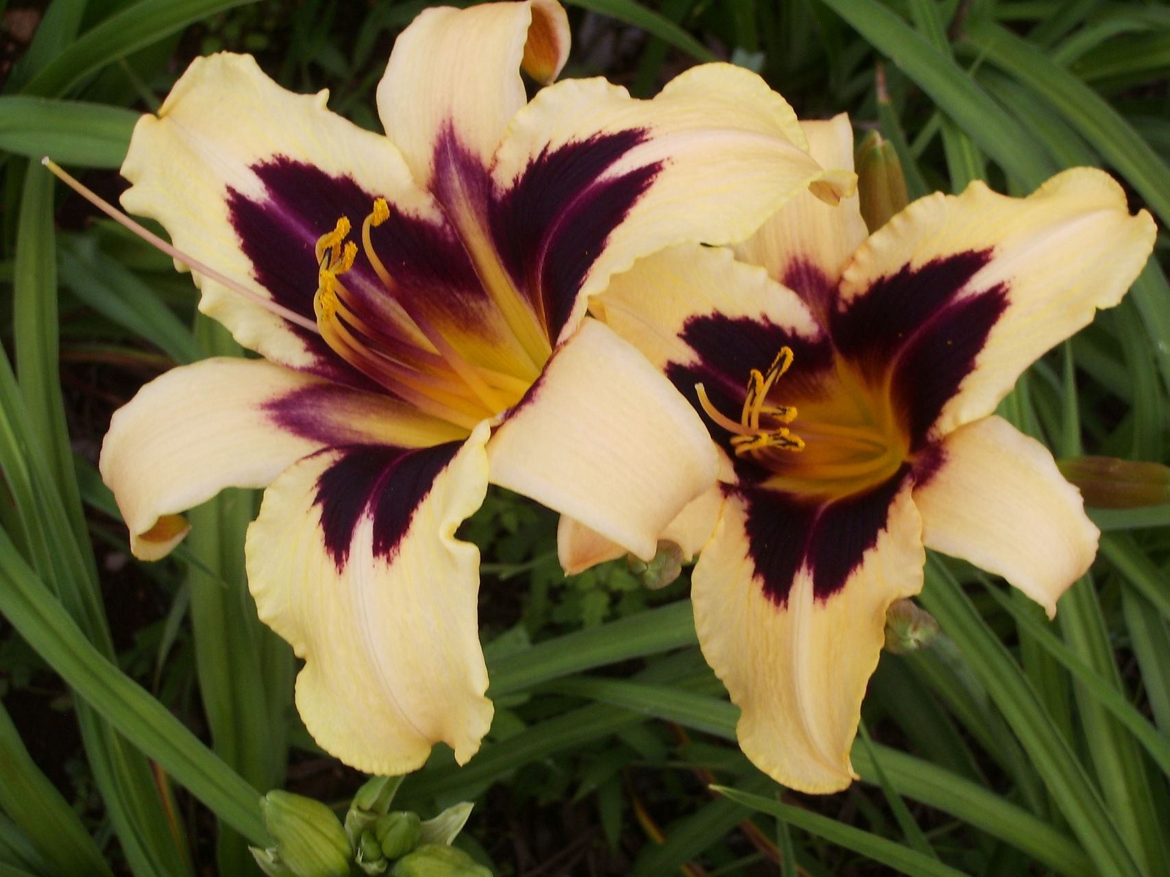 Volusian Spider Daylily