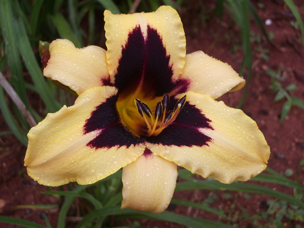 Volusian Spider | Daylily