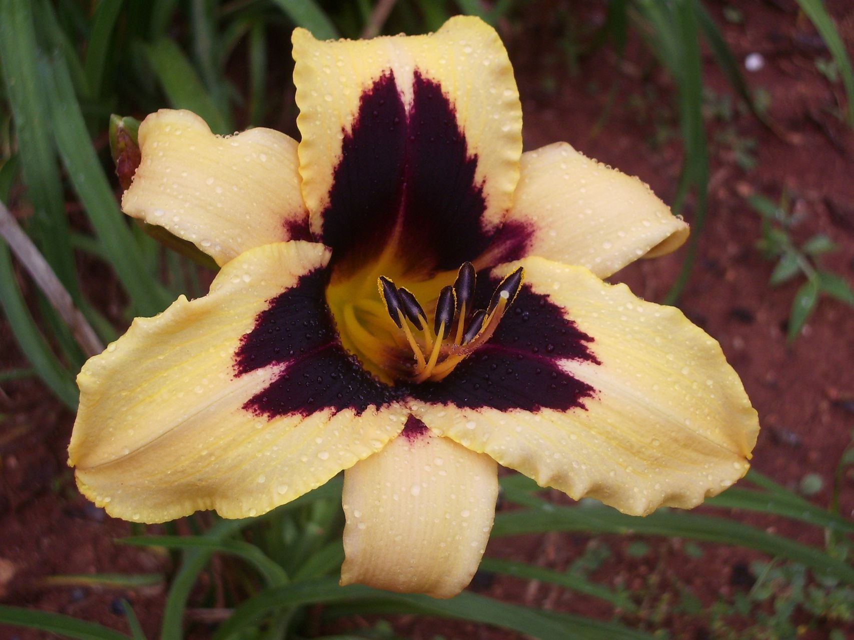 Volusian Spider Daylily