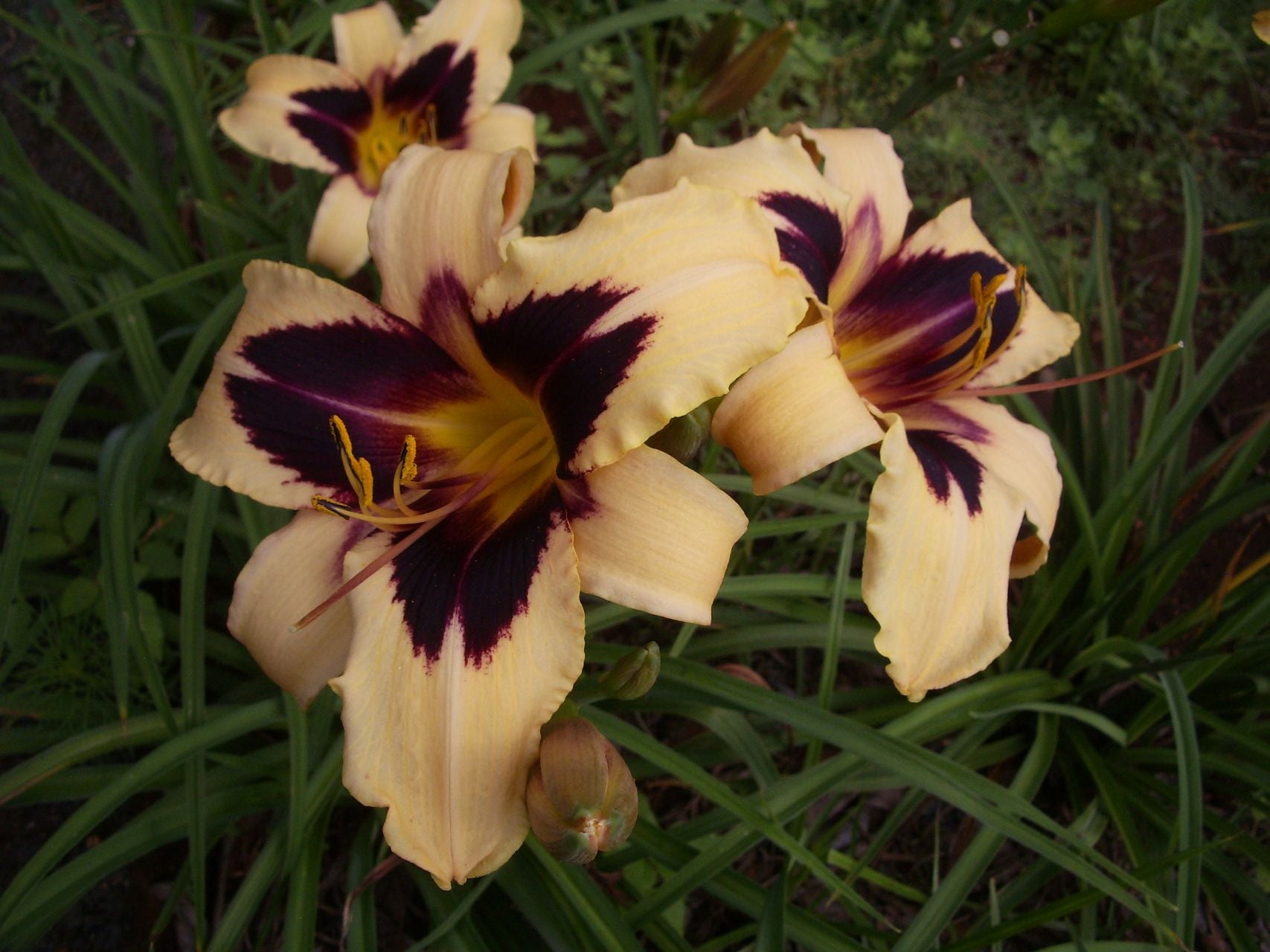 Volusian Spider Daylily