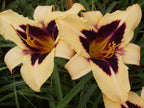 Volusian Spider | Daylily