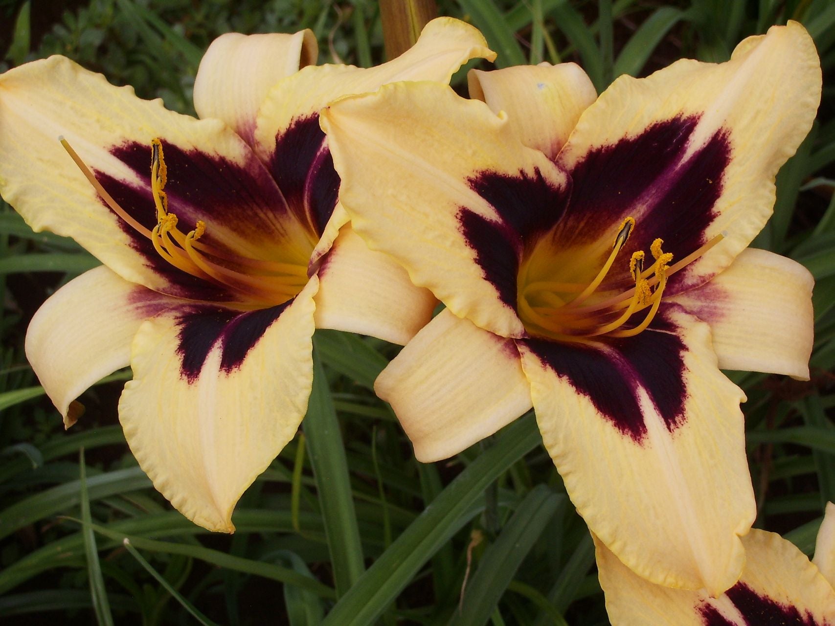 Volusian Spider Daylily