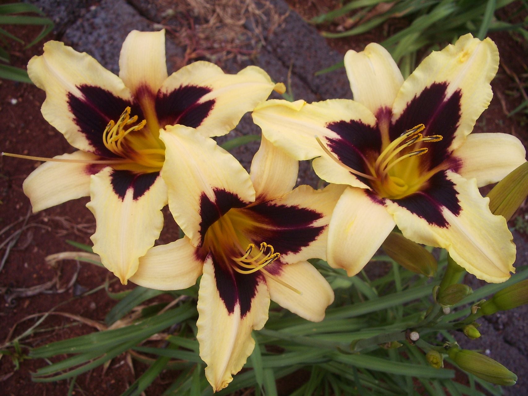 Volusian Spider Daylily