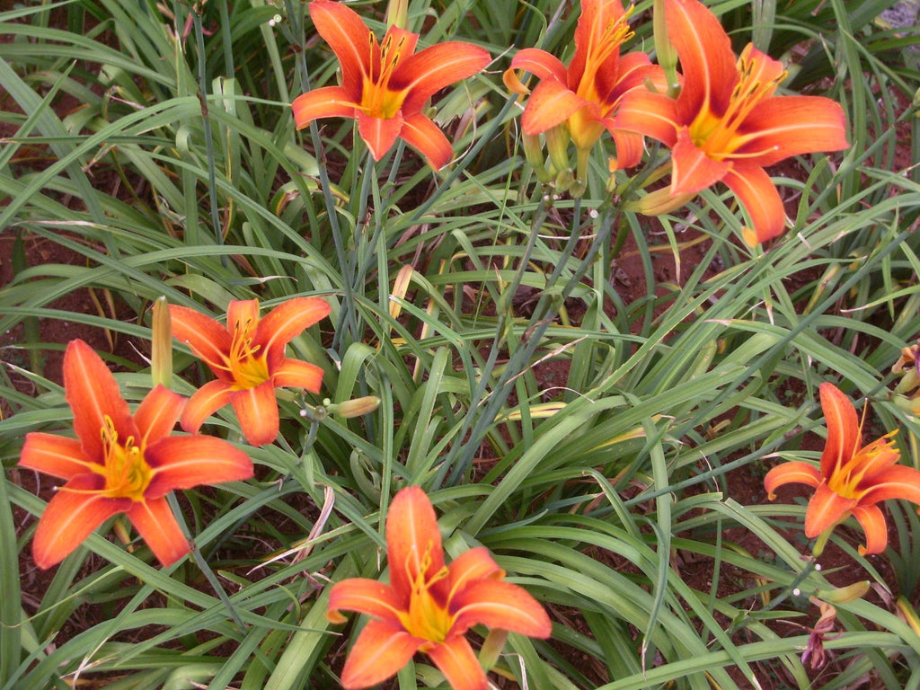 Fulva | Daylily