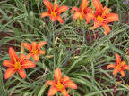 Fulva | Daylily