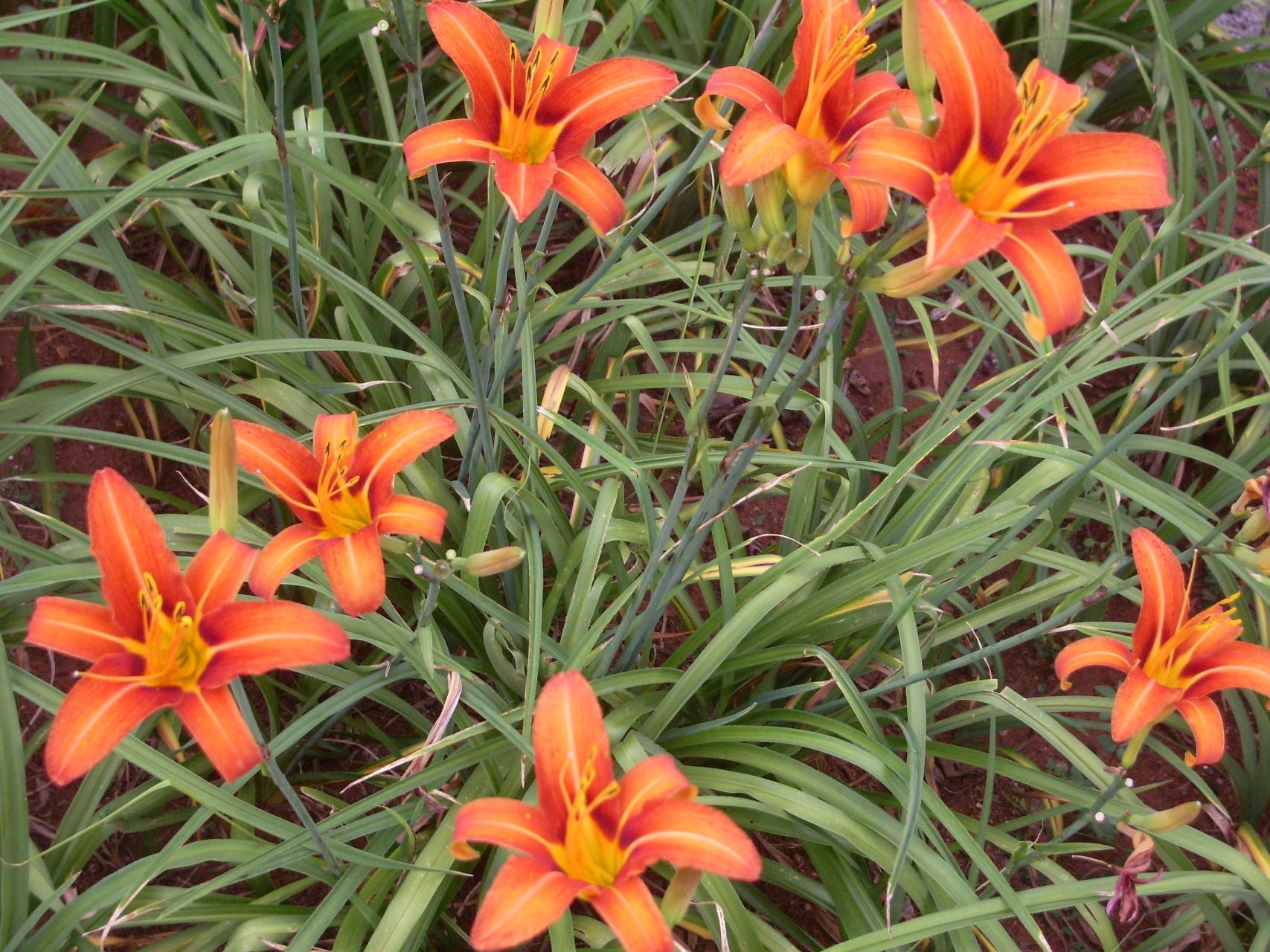 Group of orange daylily flowers with green leaves on a natural background