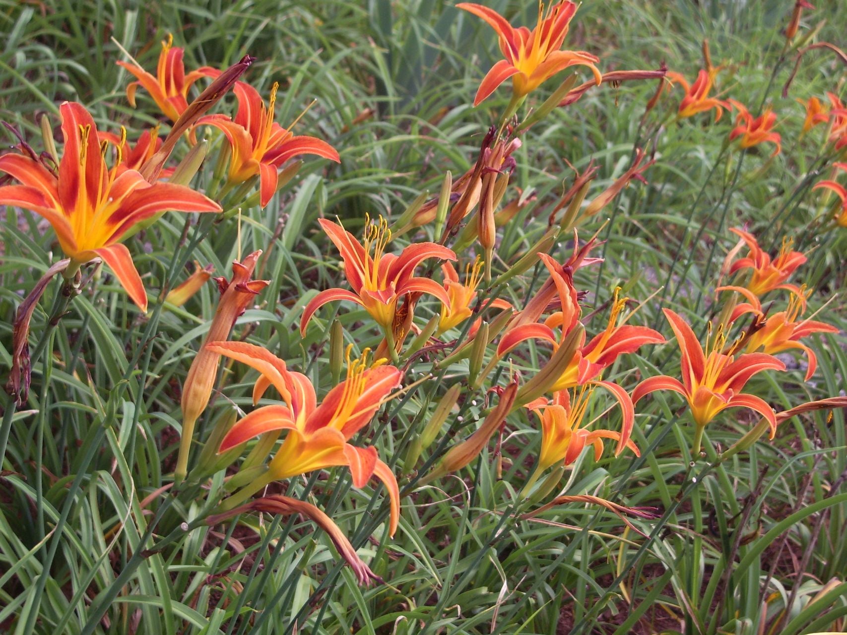 Group of orange daylily flowers, Hemerocallis fulva, with green leaves in a natural setting