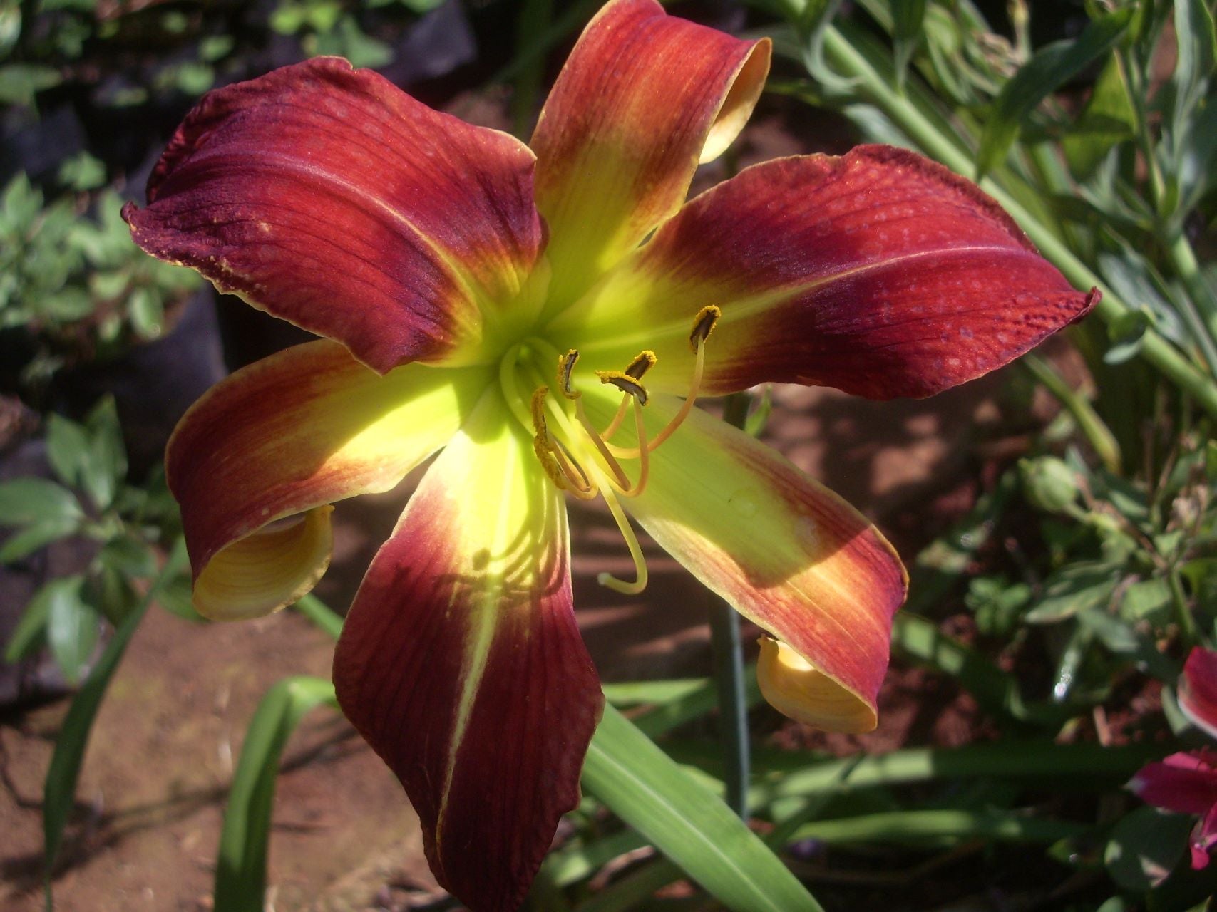 Long Stocking | Daylily