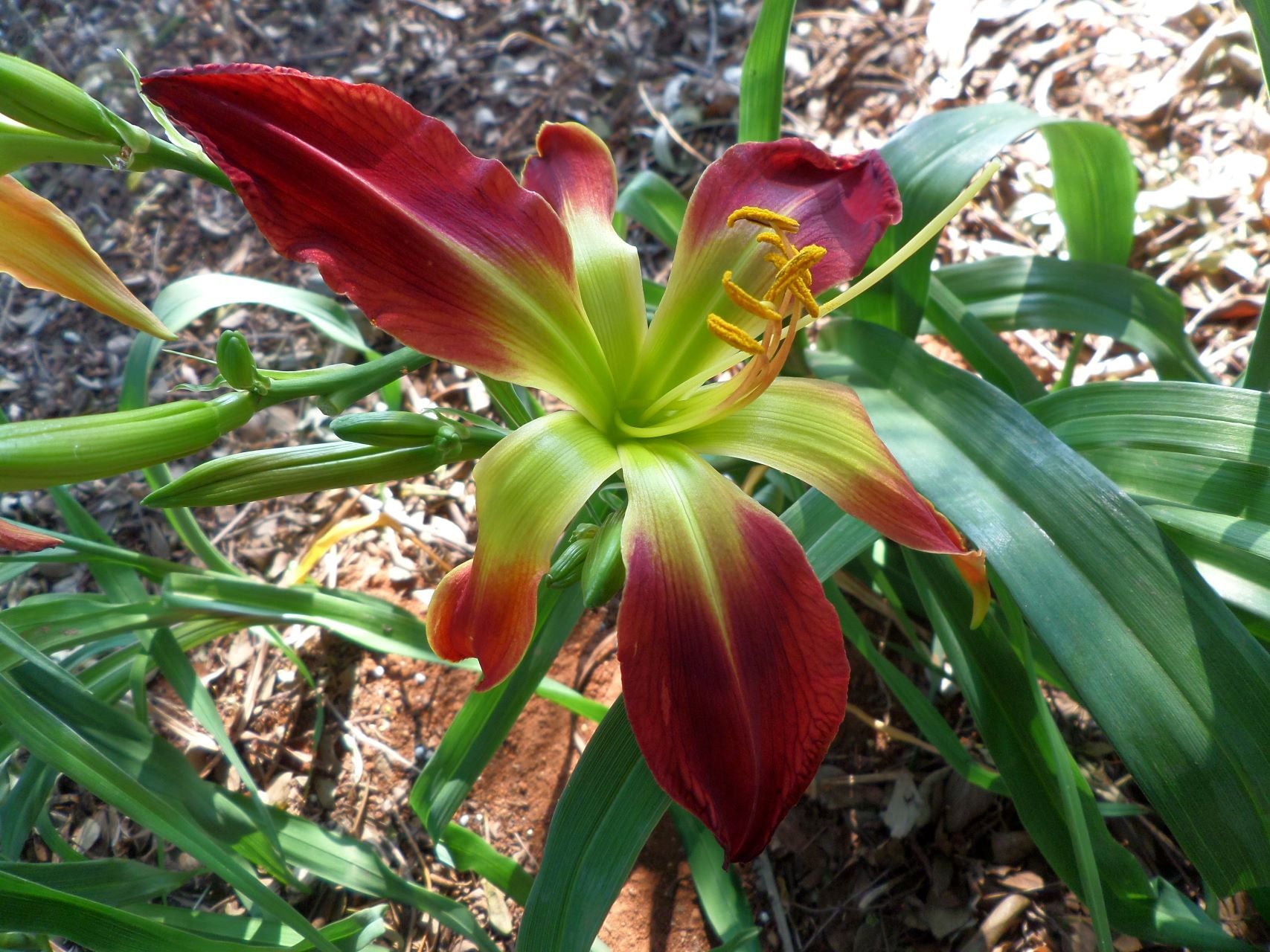 Long Stocking | Daylily