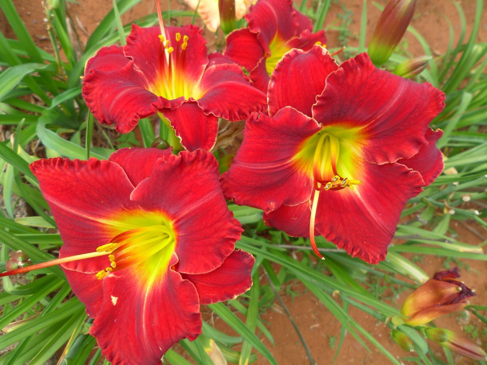 Seminole Ruby Daylily